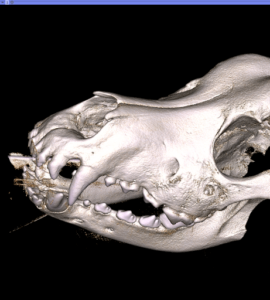 Highlighted areas indicate bone erosion due to a tooth abscess, causing immense pain.