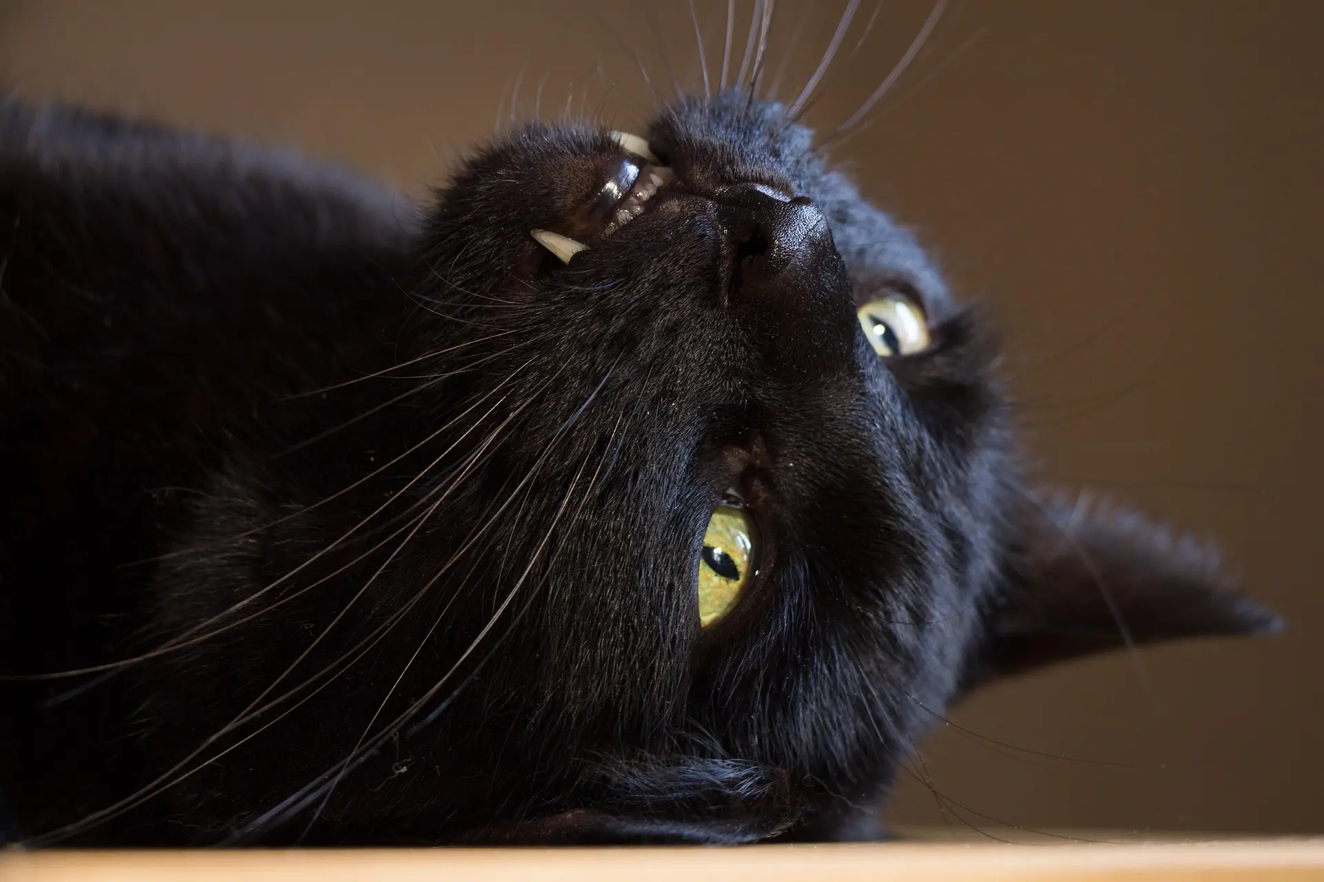 Recognizing signs of a toothache in cats helps prevent dental disease and keeps your feline friend healthy and comfortable.
