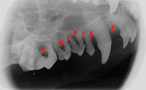 Radiograph of the right maxilla of the same dog as in Figure 3 with advanced periodontal disease. Note the severe bone loss (>50%) and furcation exposure.