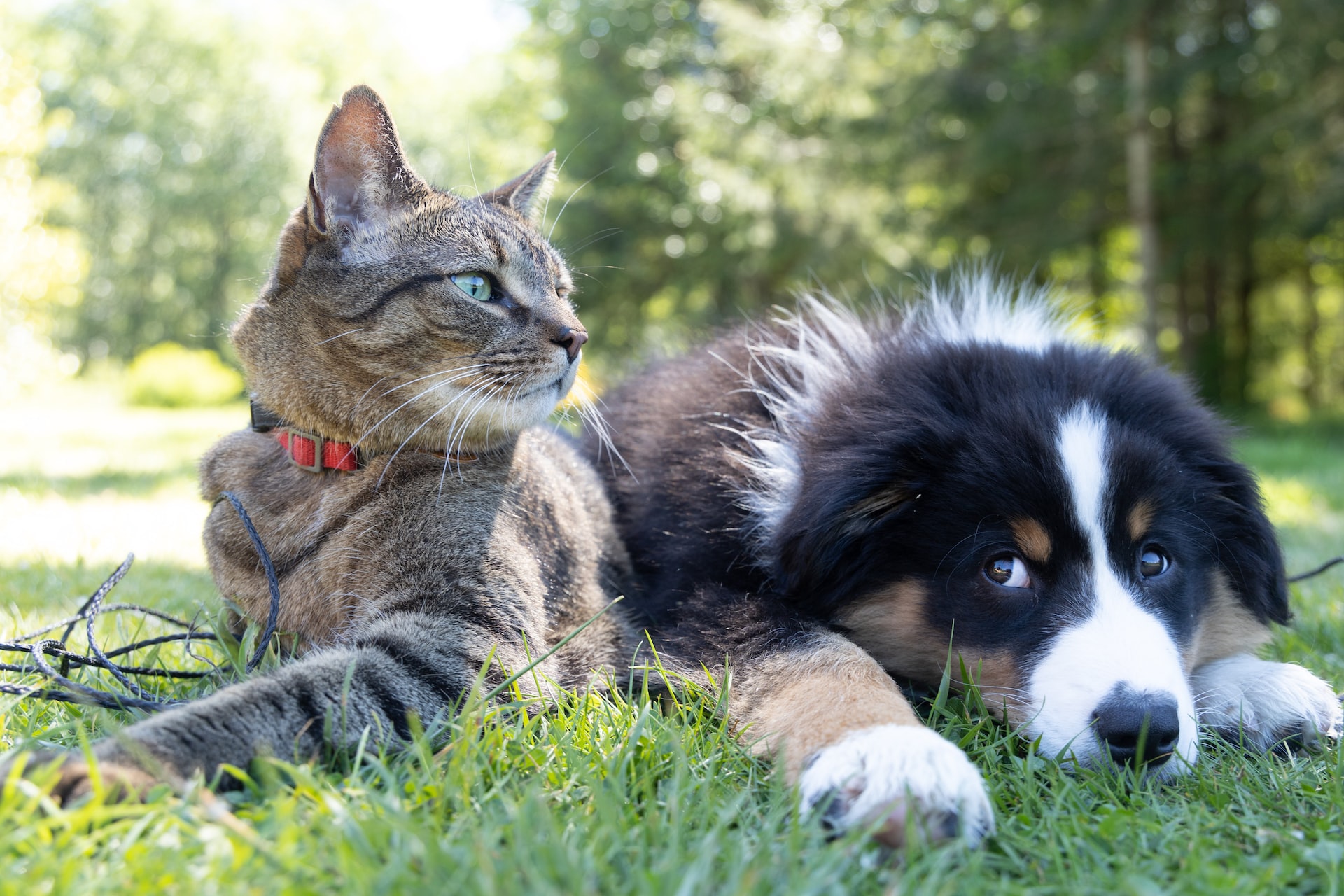 dog and cat laying in the grass