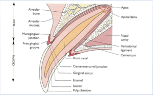 anatomy of a dog tooth diagram