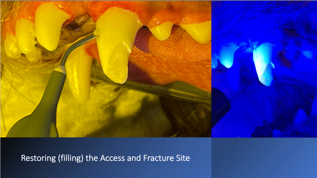 What Happens During Dog Root Canal Therapy?