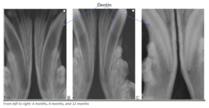 dog dentin at 4 months, 6 months and 12 months