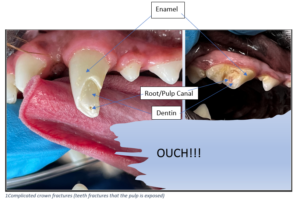 dog tooth with dentin exposure