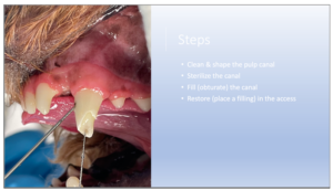 steps of a dog root canal therapy