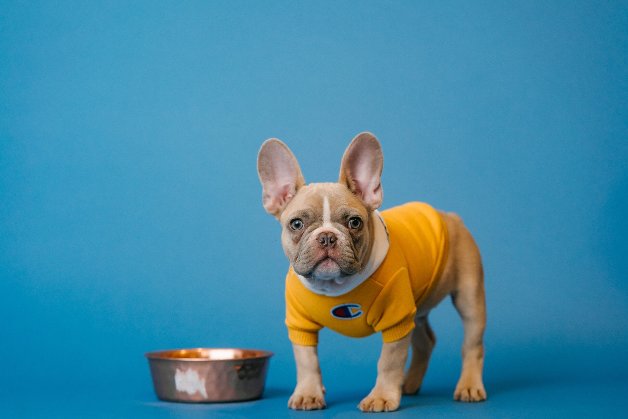 Small brown dog in yellow sweater stands next to food bowl.
