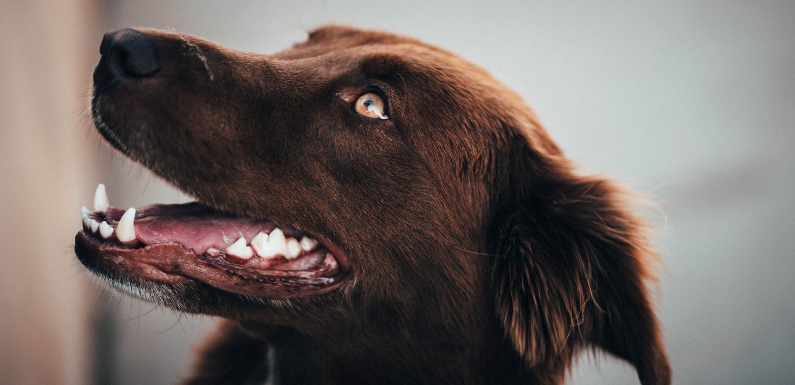Board-Certified Vet Dentists help diagnose, treat, and prevent oral conditions in dogs and cats.