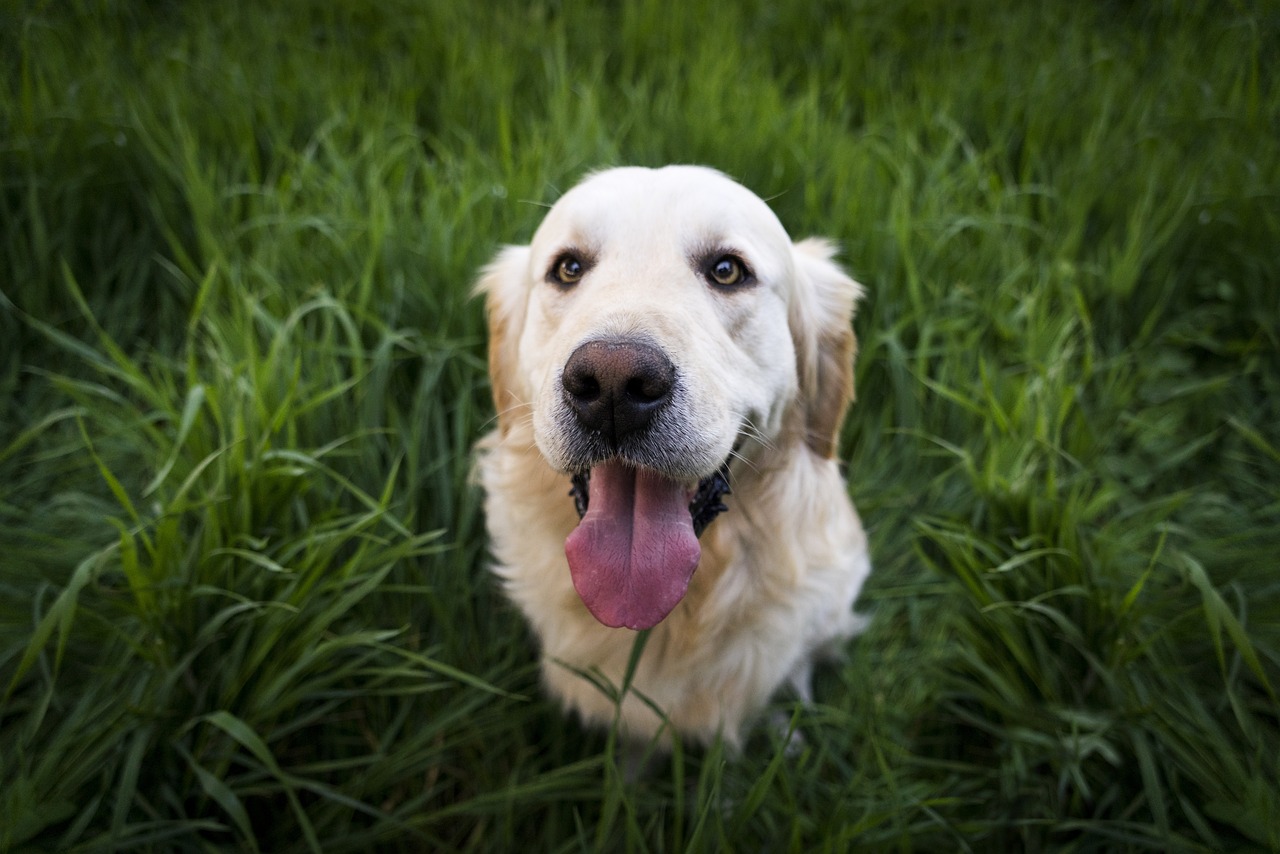 A blonde golden retriever with tongue out