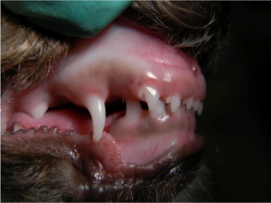 A painful malocclusion in a puppy