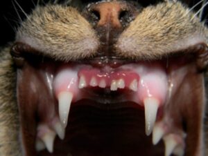Typical appearance of Juvenile Gingivitis in a 7 month old cat. The inflammation is limited to the attached gingiva.