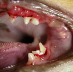 Another young cat with inflammation limited to the attached gingiva.