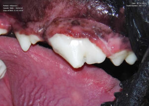 A seemingly normal tooth with a minor chip.