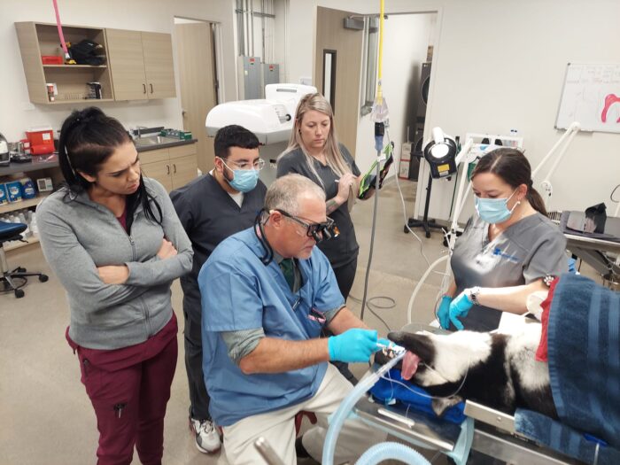 veterinary staff tending to a dog