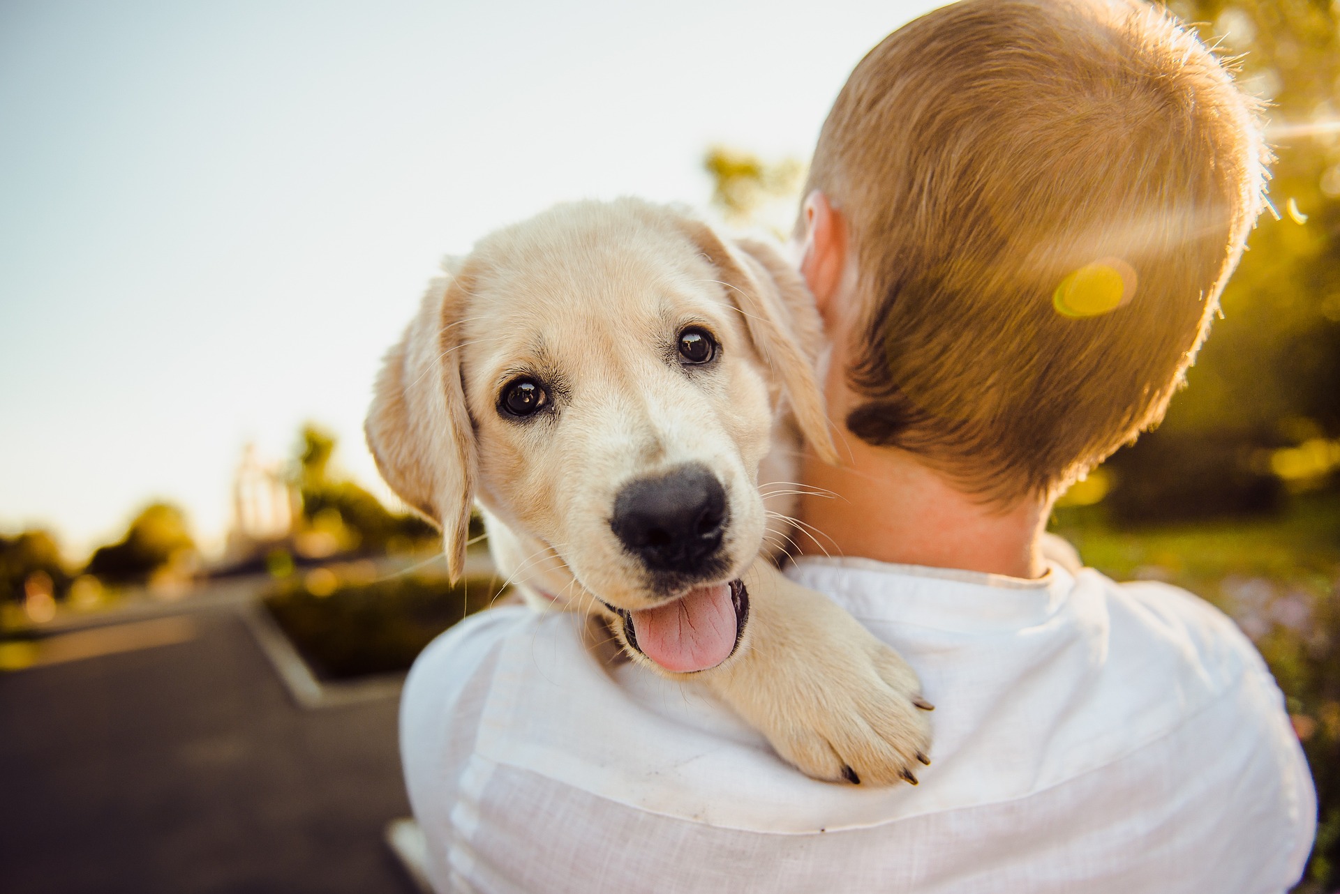Ensuring every sunset is pain-free. Learn how to care for your pet's dental health with our comprehensive guide to fractured teeth treatment