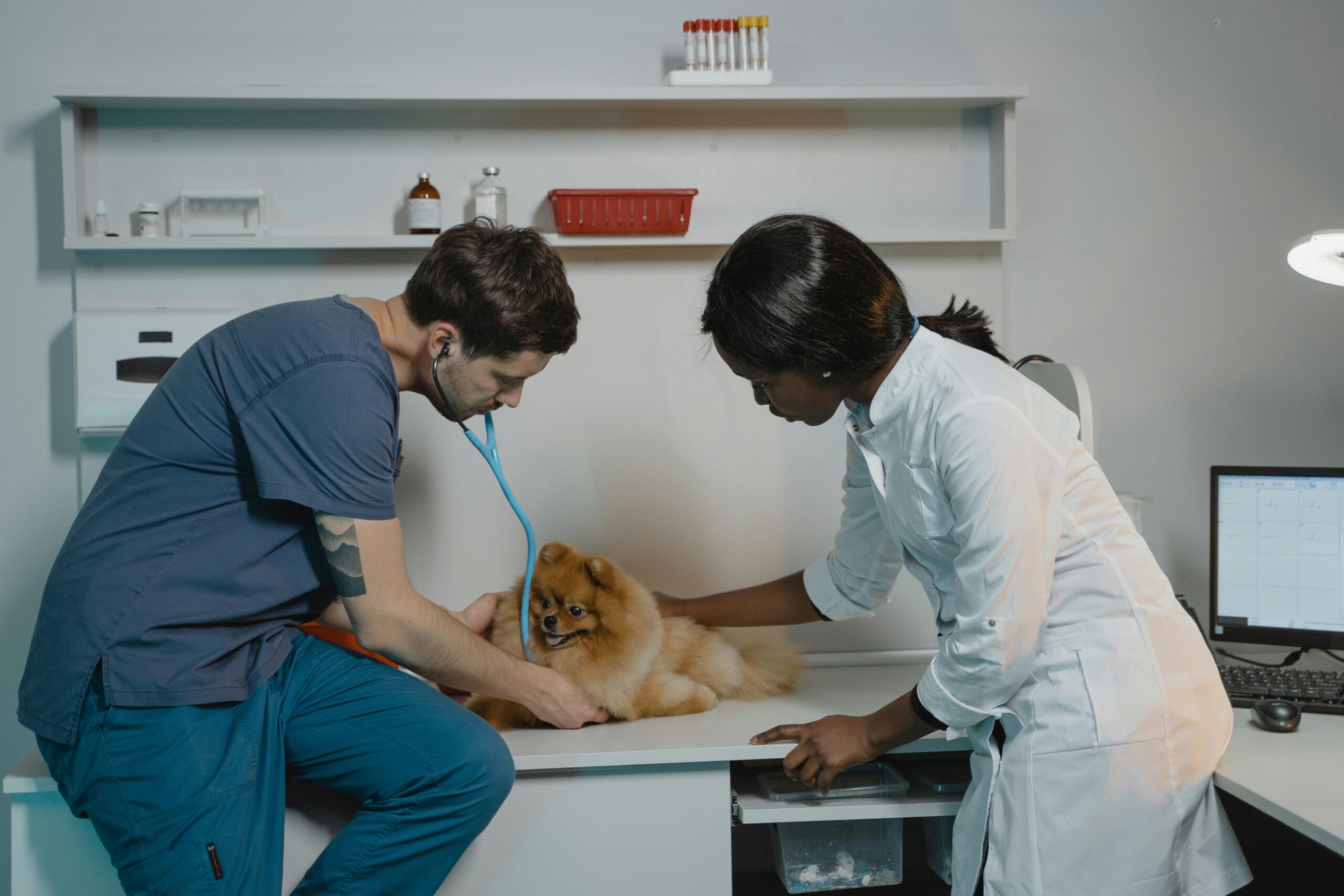 Veterinary nurse helps the doctor with the patients exam.