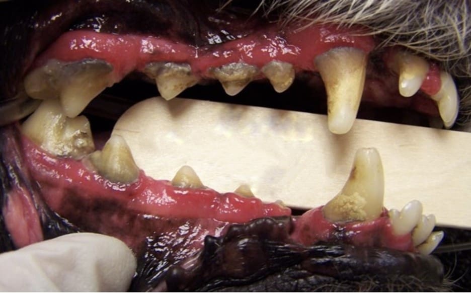 plaque filled teeth causing bad breath in dogs and cats