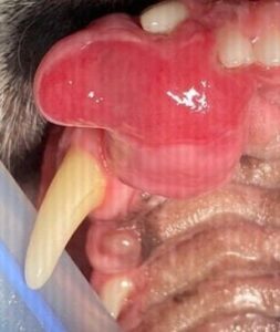 oral tumor in a cat
