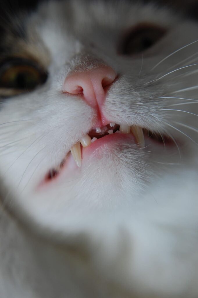 Cat showing teeth, related to stages of periodontal disease in cats and feline dental care.