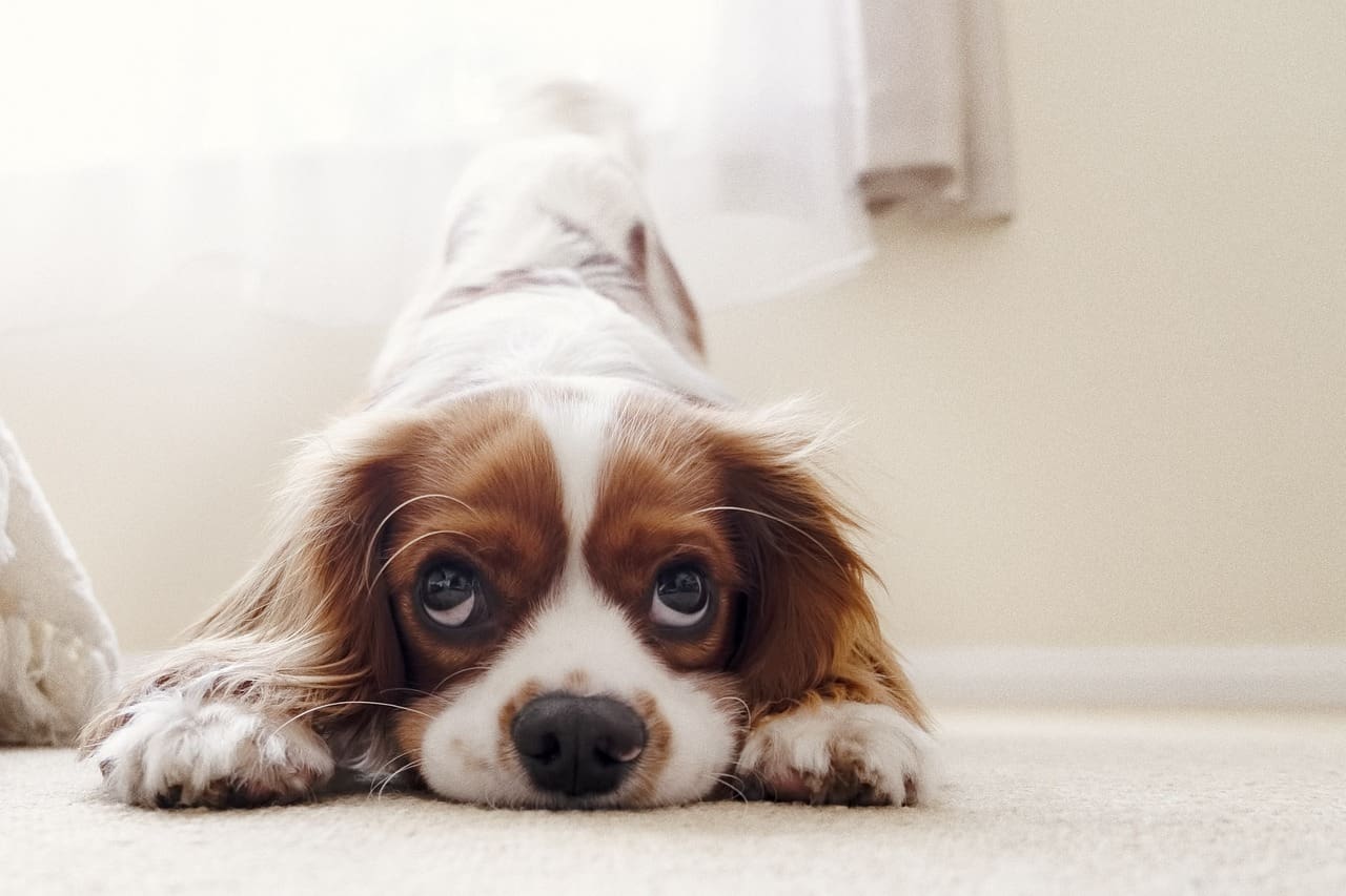 how to clean a dog's teeth without brushing