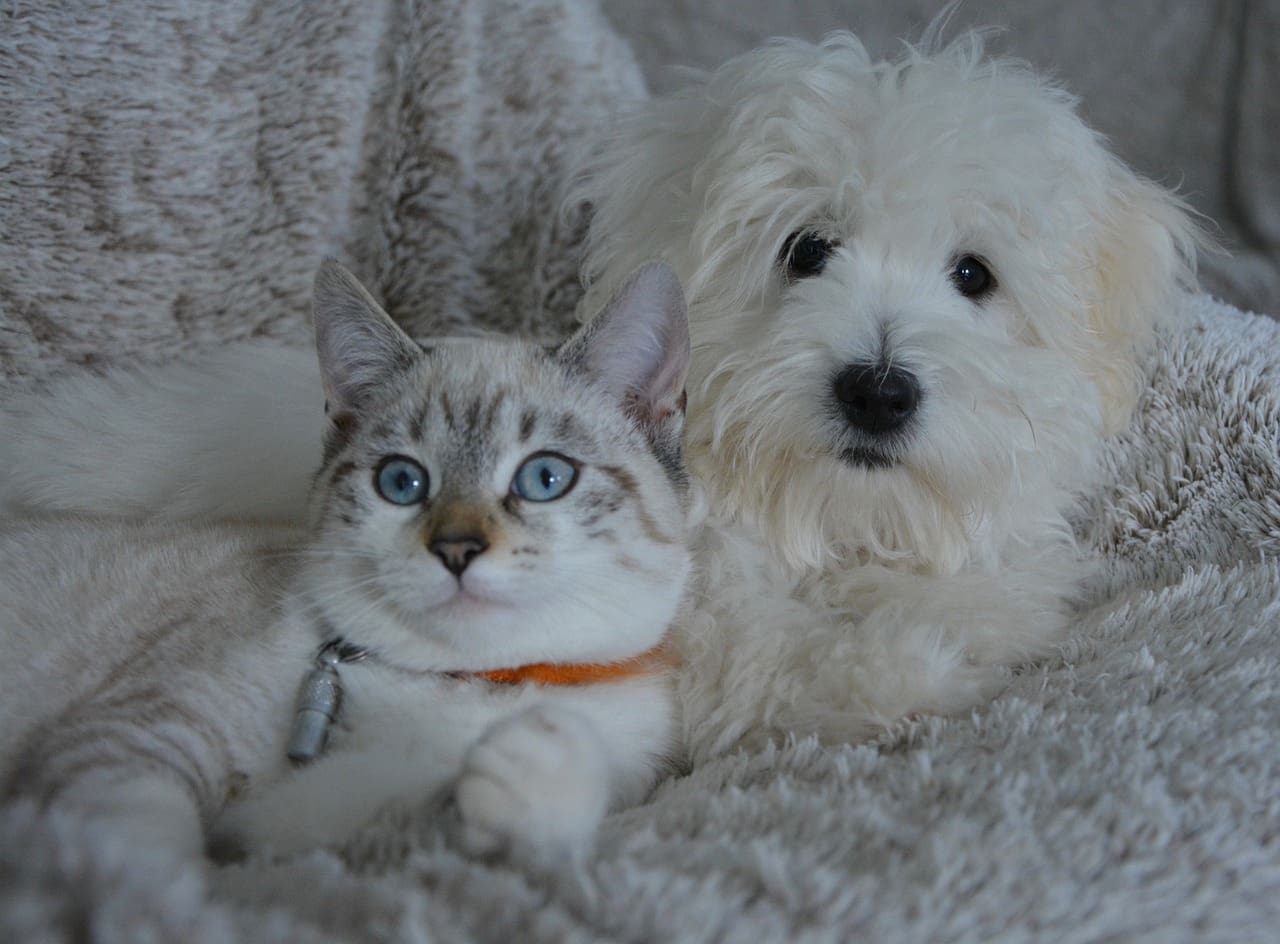 Cat and Dog Dental Health Check-Up