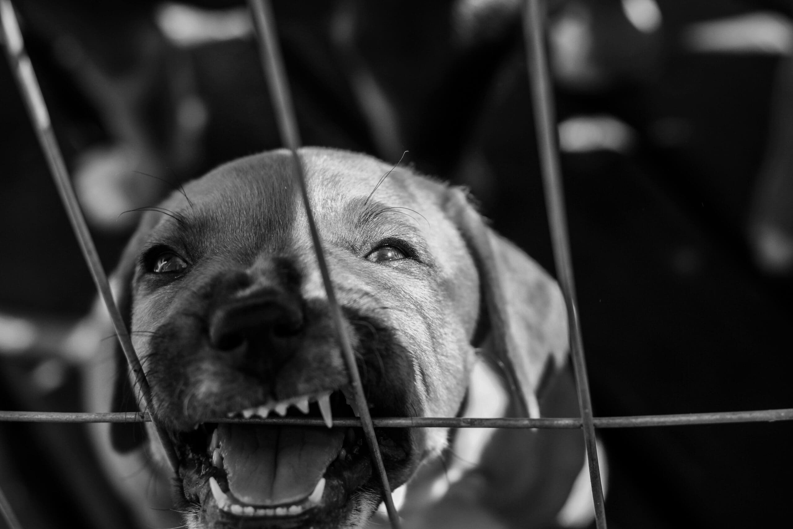 puppy chewing on kennel bars risking a broken tooth and needing emergency dog tooth care