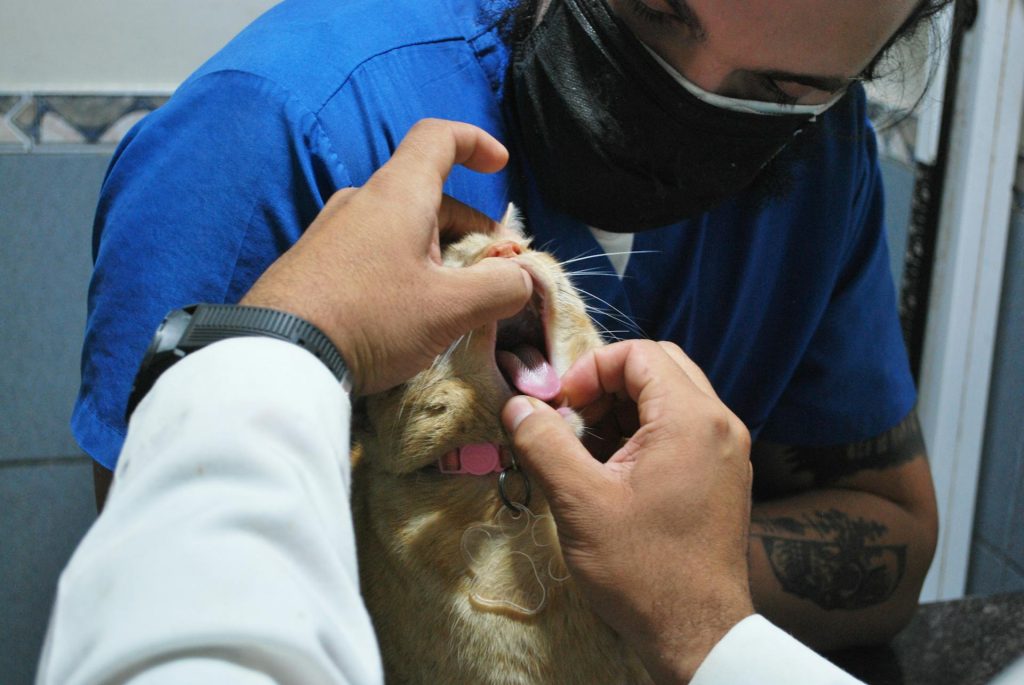 A veterinarian is looking inside a cat's mouth.