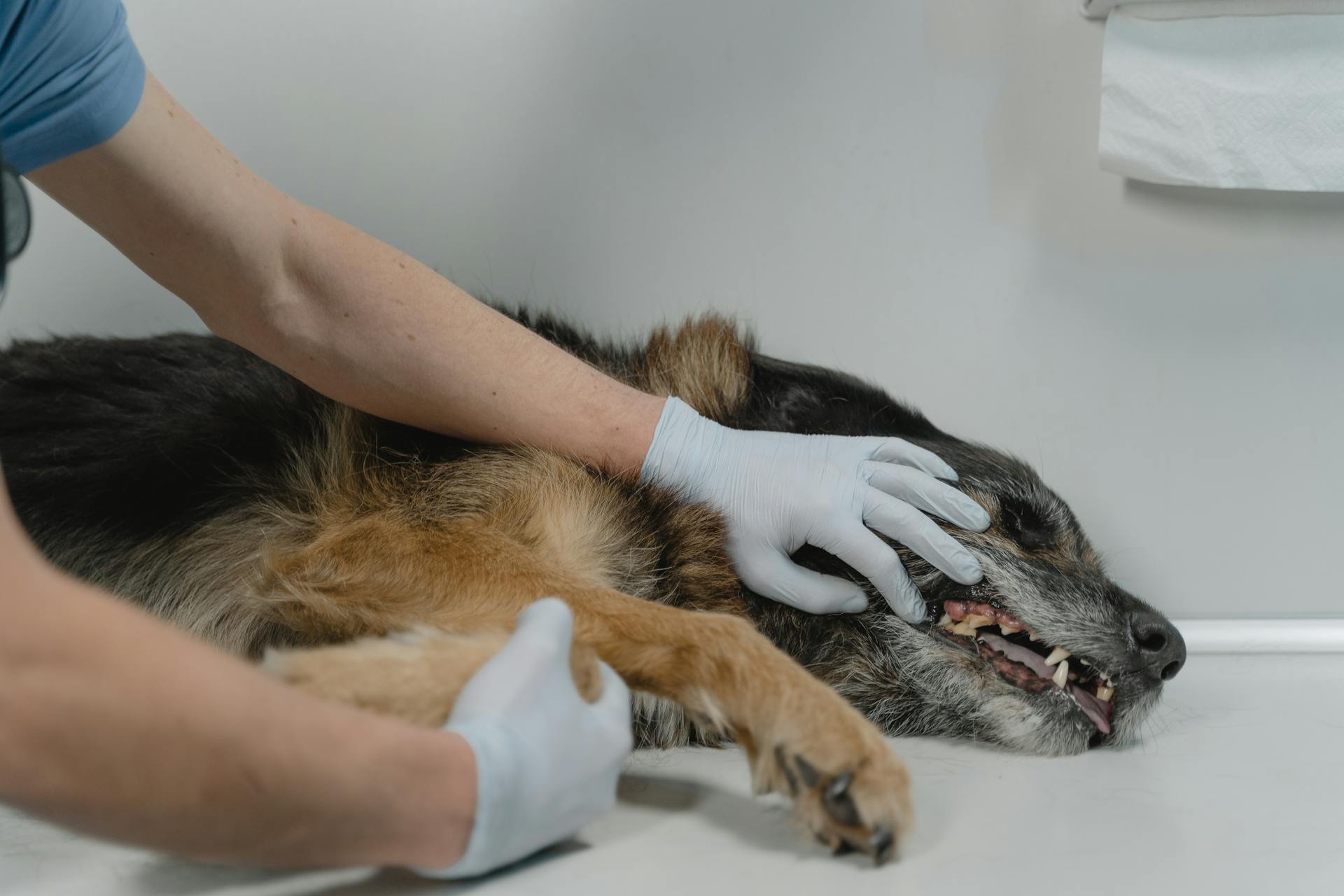 A veterinary dental specialist is checking the teeth of a senior dog.