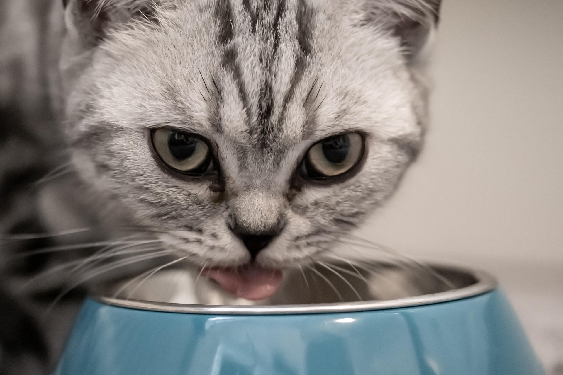 A cat is drinking water from a bowl with pet dental water additives