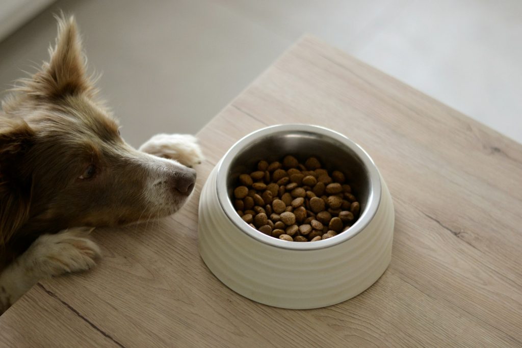 A dog is looking at his food dish, patiently waiting to eat.