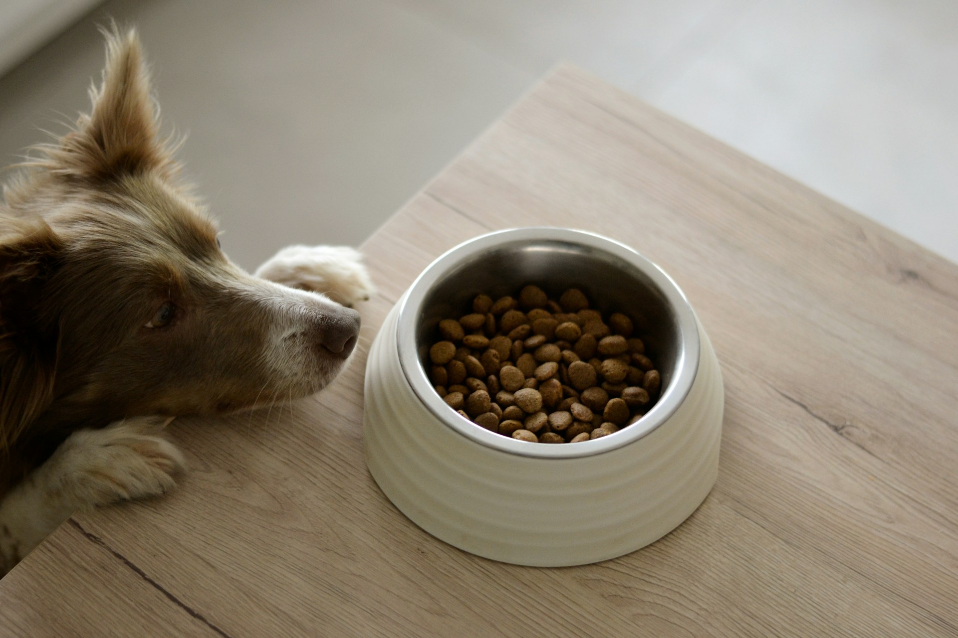 A dog is looking at his food dish, patiently waiting to eat.