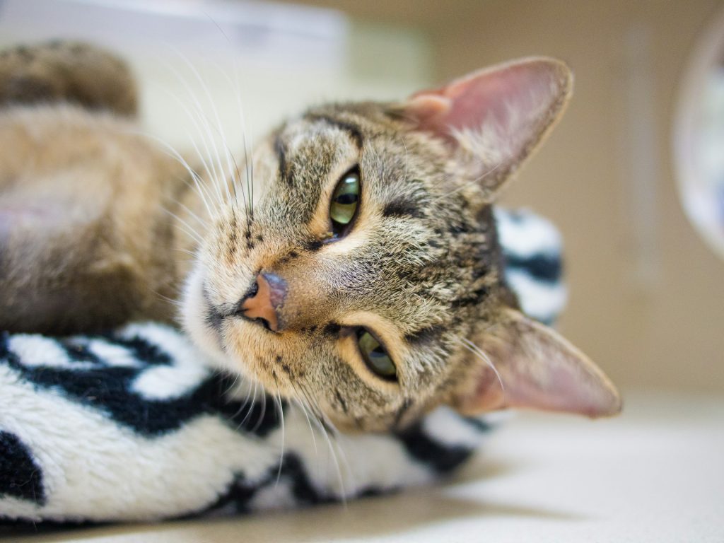 A cat is laying on her bed resting