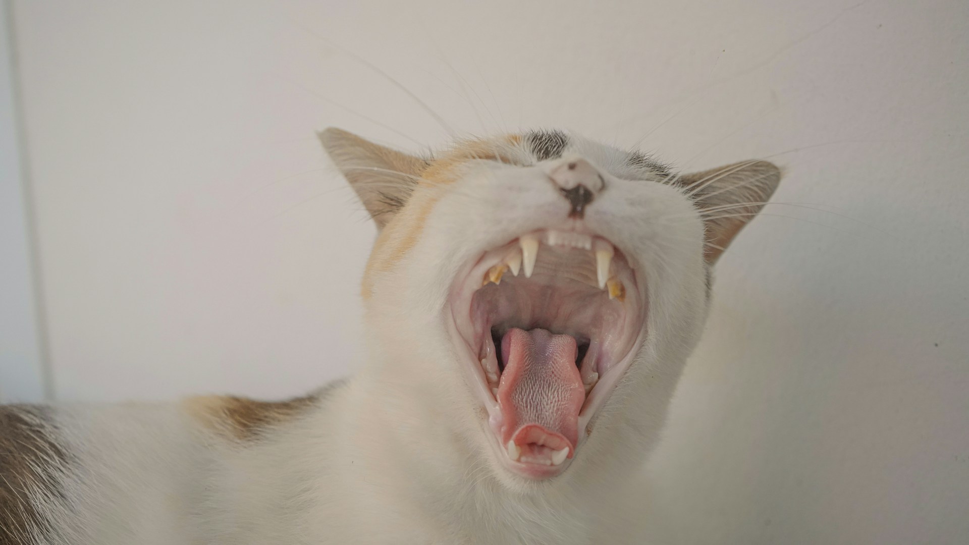 a cat is yawning, mouth open wide, so you can see all of her teeth