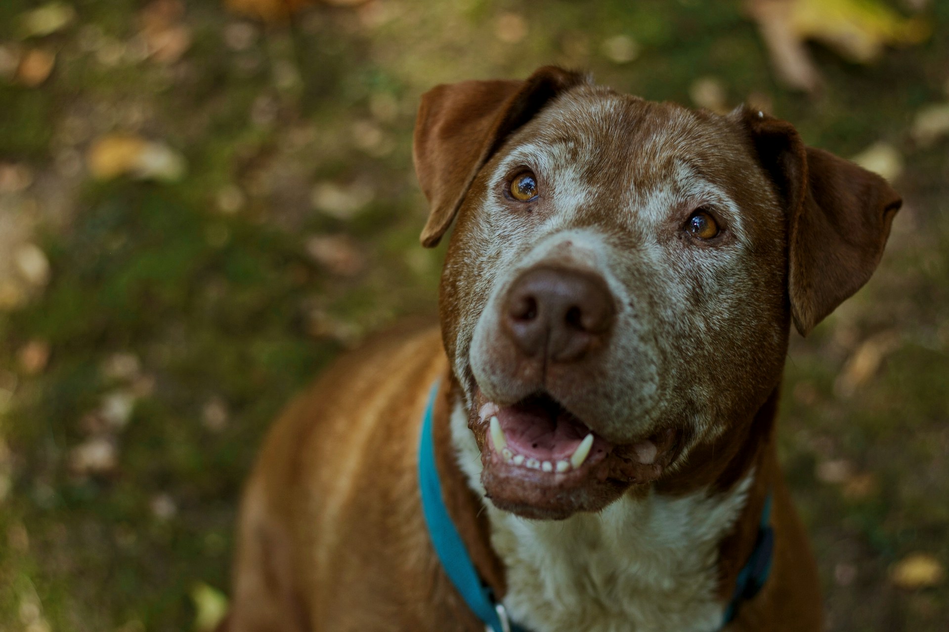 brown senior dog smiling