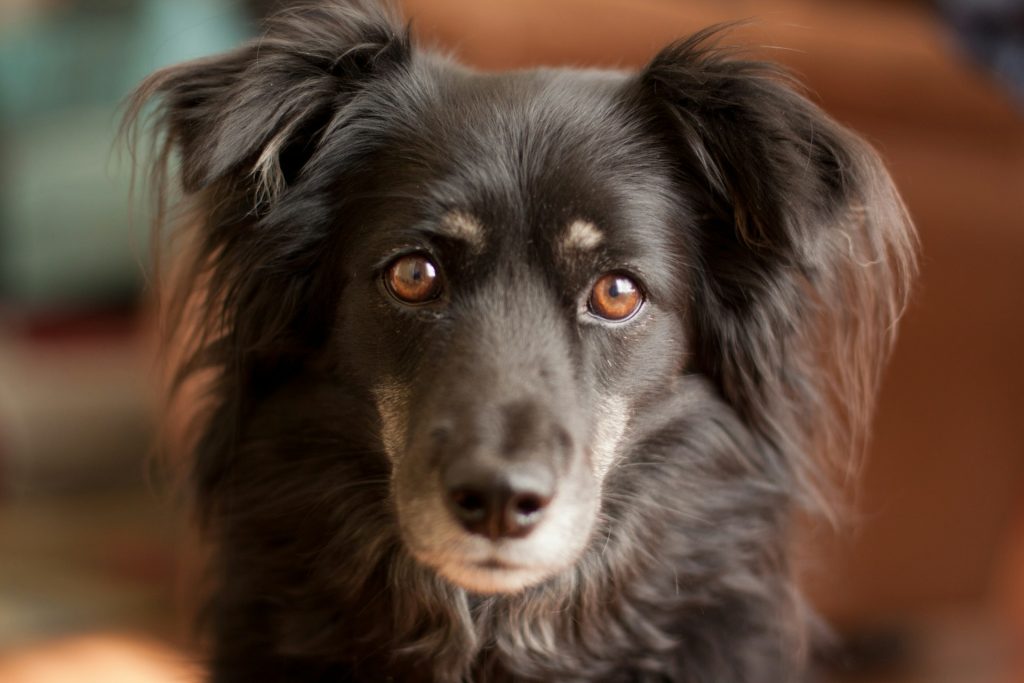 brown long-haired dog