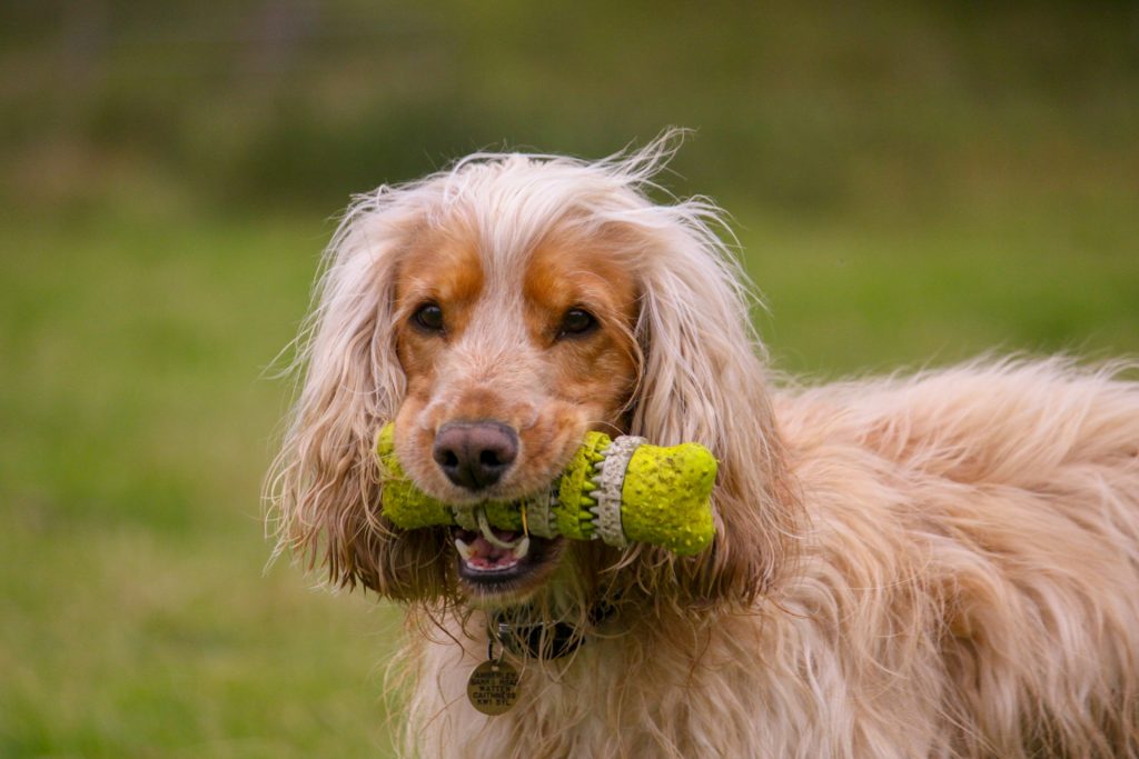 tan dog holding toy in mouth